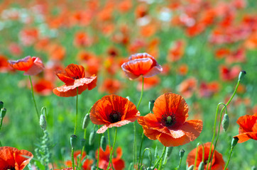 Obraz premium red poppy