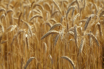 wheat field