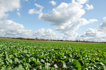 Rape rapeseed agriculture field in autumn clouds