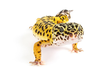 Leopard gecko on white