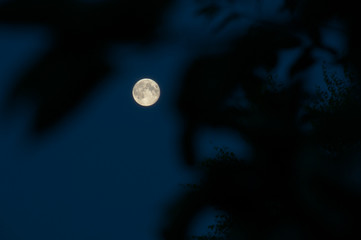 Moon view through branches