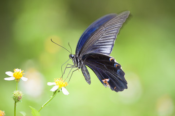 Fototapeta premium colorful butterfly for adv or others purpose use