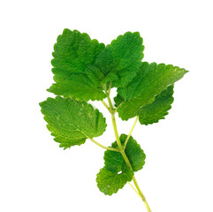 Green mint. Isolated over white