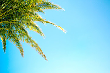Green palm tree leaves on blue sky backgorund