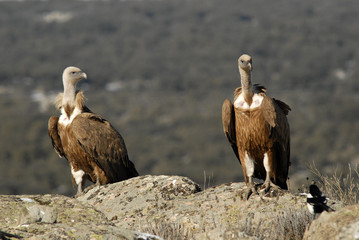 buitres en la serranía