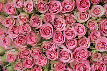 Pink roses in a group