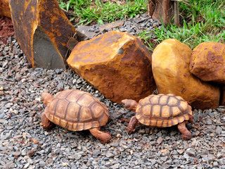 Turtles in the wild nature of South America
