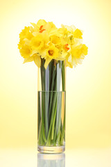 beautiful yellow daffodils in transparent vase