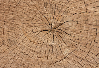 Fototapeta premium rings of a tree as a background