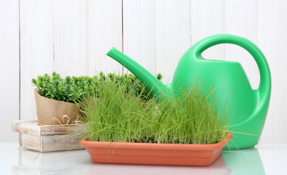 Green grass in a flowerpots and watering can