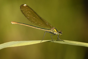 caballito del diablo hembra