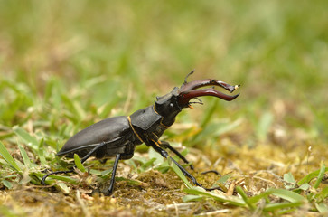 Escarabajo  en la hierba