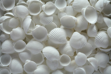White sea shells as a background