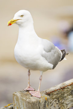 One Seagull Standing.
