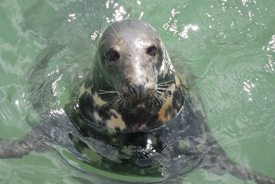 Grey Seal (Halichoerus Grypus), Newquay Harbour, UK