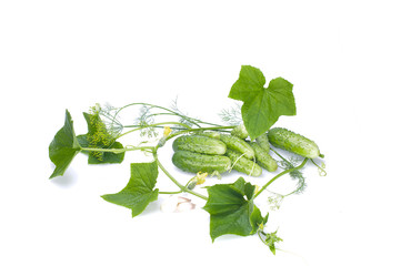 Fresh green cucumbers
