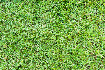 Green grass in the playground