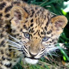 Puppy chinese panther, Puppy amour panther