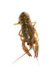  cancer on white background