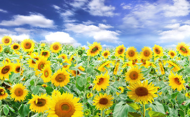 Sonnenblumen-Feld