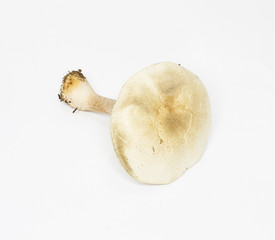 Fototapeta premium pale toadstool