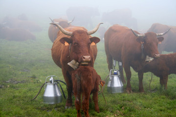 Traite des vaches Salers, Cantal