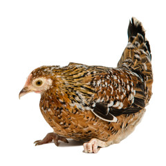 Brown speckled chicken isolated