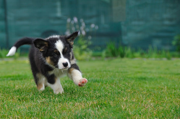 Australian Shepherd aussie puppy running on the grass