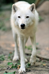 White wolf
