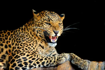 Abwaschbare Fototapete Leopard © byrdyak