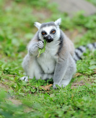 Young ring-tailed lemur
