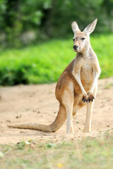 Kangaroo