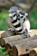 Young ring-tailed lemur