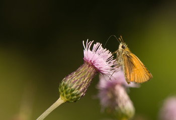 butterfly Ochlodes sylvanus