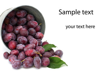 Many fresh plums in old metallic bowl isolated on white  backgro