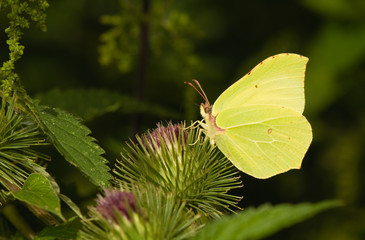 butterfly Brimstone Gonepteryx rhamni