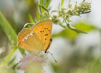 Obraz na płótnie Canvas butterfly Lycaena virgaureae