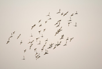 pigeon