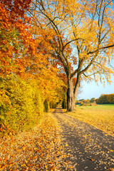 Fototapeta na wymiar Ścieżka w parku jesienią