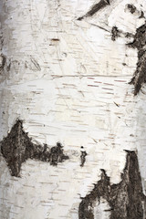 Obraz premium Texture of birch bark, background