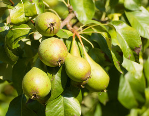 pears