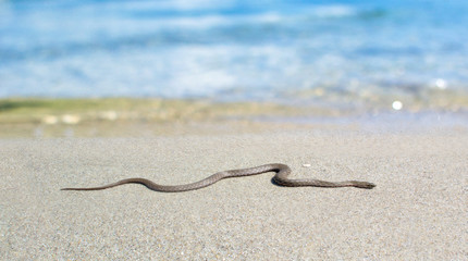 Poisonous snake on a white sand