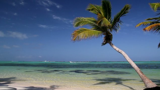 Beautiful palm on caribbean beach, footage
