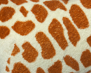 textured skin of giraffe