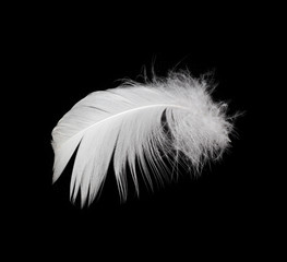 White feather isolated on white background