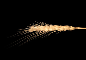 wheat isolated on black background