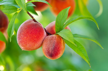 Naklejka premium Delicious peaches hanging on a tree branch