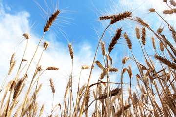 ears of wheat in the sunlight