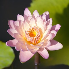 Water lily or lotus flower
