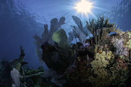 Fototapeta Coral Reefs of North America